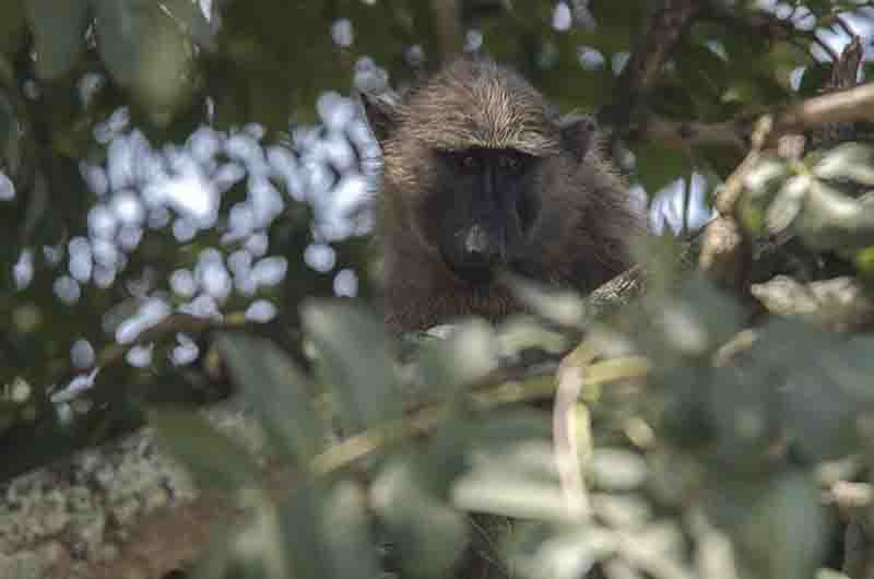179 - Mono Babuino - parque nacional de las cataratas Murchison - Uganda